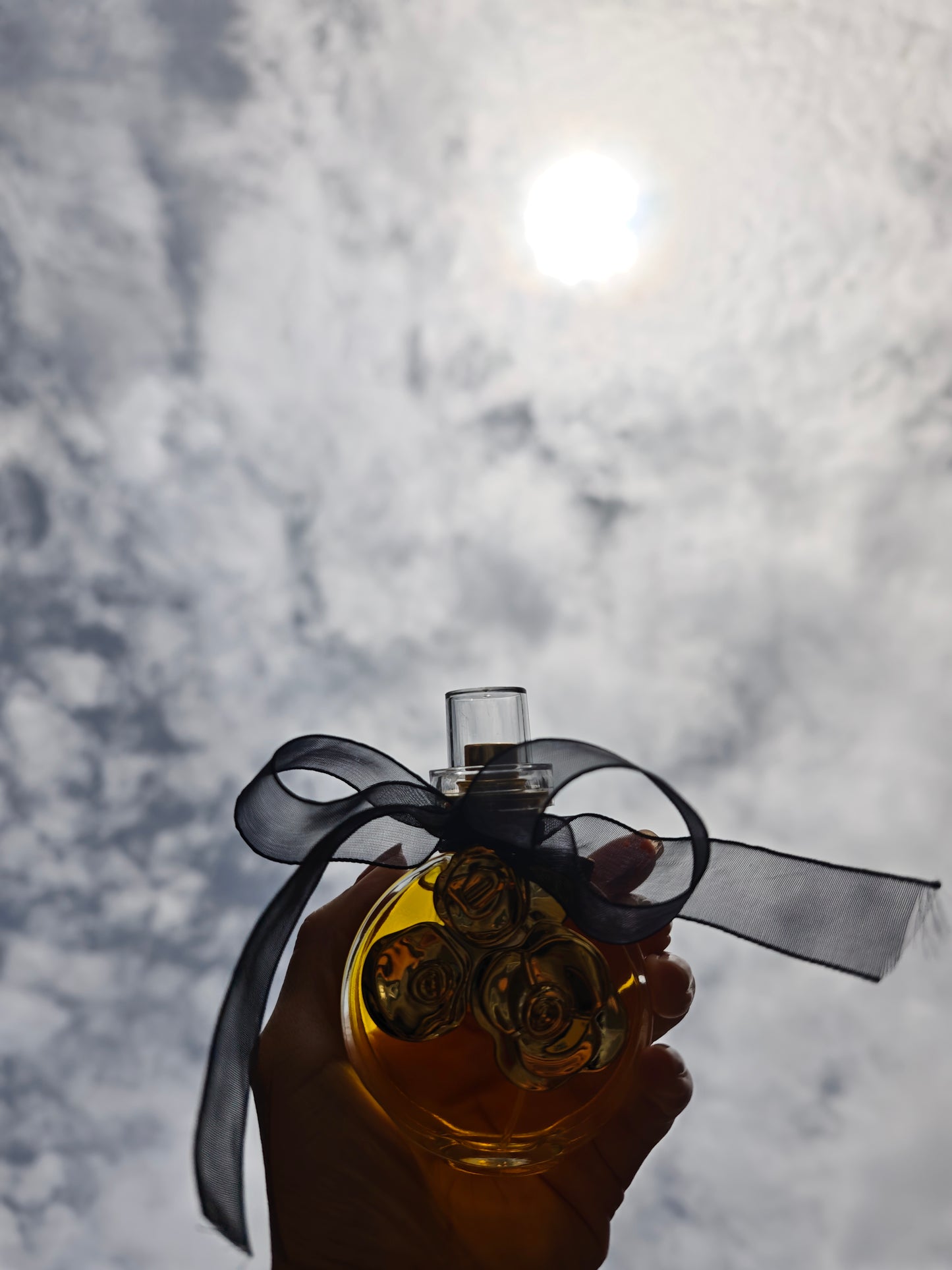 Sublime Golden Rose
